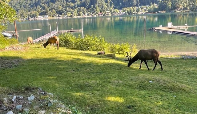 Private Waterfront Cabin on Lake Cowichan