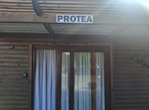 Protea