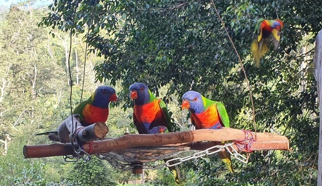 Rainforest Retreat