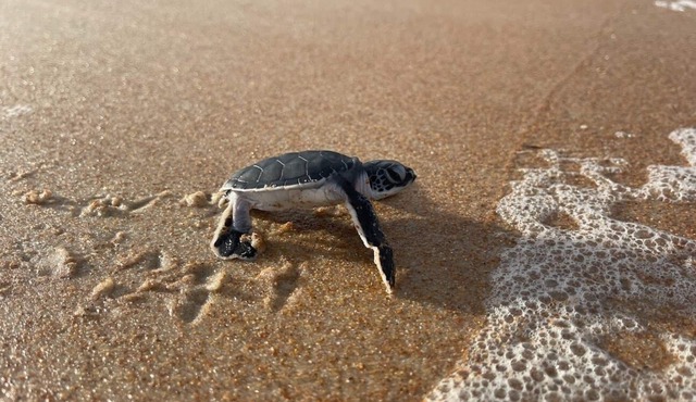 Relax by the sea!