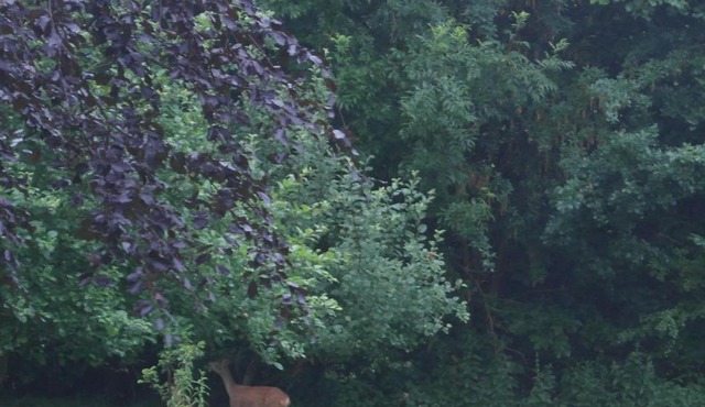 Ringslund B&B
