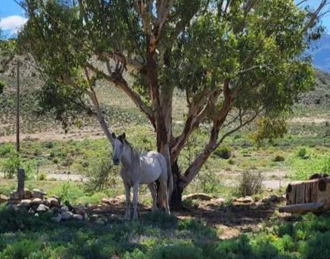 Rocky Sands - Klein Karoo R62