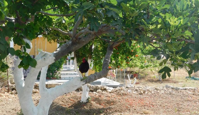 rooster