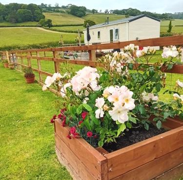 Rose Corner