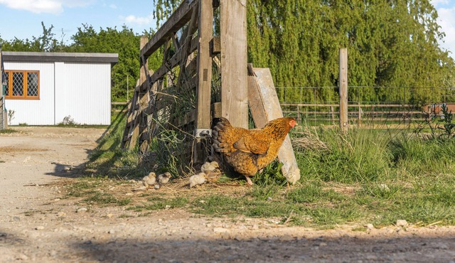 Rosie's Retreat - Charming Farmhouse Stay