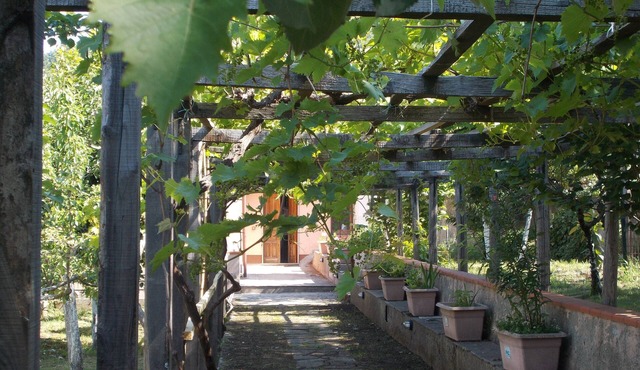 Rural house surrounded by greenery