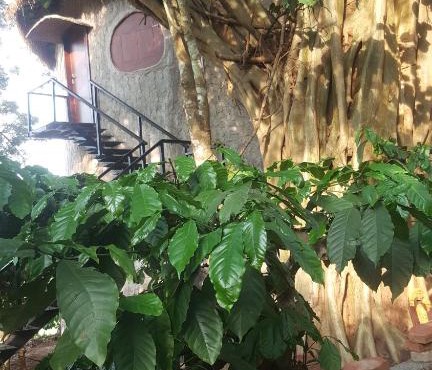 Rustic Charm Wayanad - The Stump (Treetop Suite)