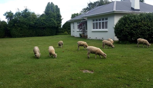 Rustic Getaway on a Farm with Breakfast Included in Cambridge, North Island