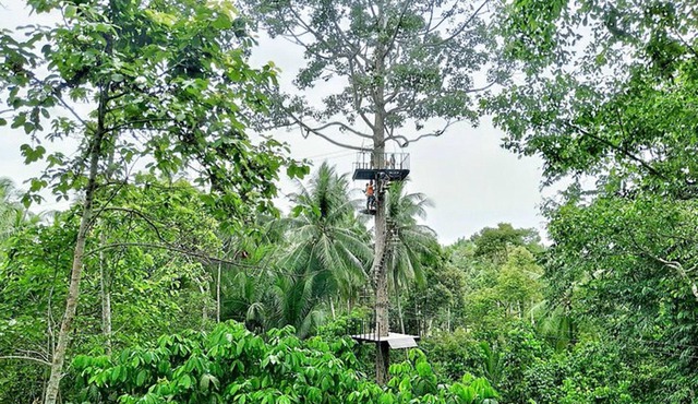 Samui Zipline & Adventure Rainforest Zipline Experience