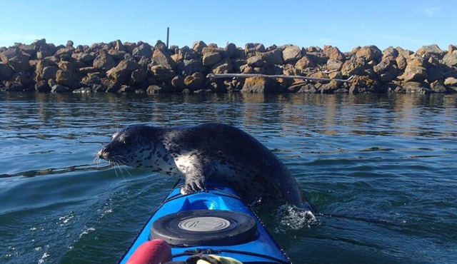 Seattle Small-Group Puget Sound Kayak Tour