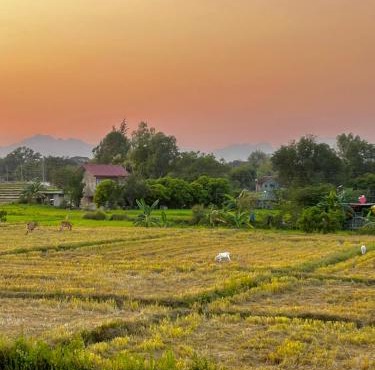Serene Stay Balcony Ricefield