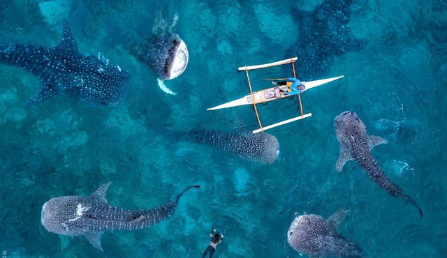 Sharky Hostel Oslob