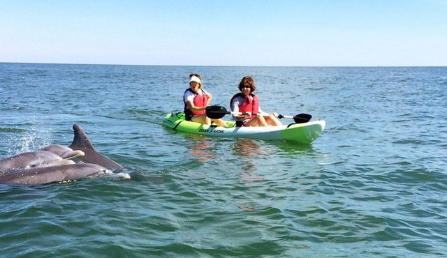 Small Group Dolphin Kayak Eco-Tour