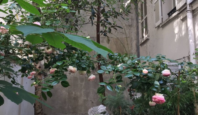 Small house, completely reniewed, at the back of a silent yard, with trees.