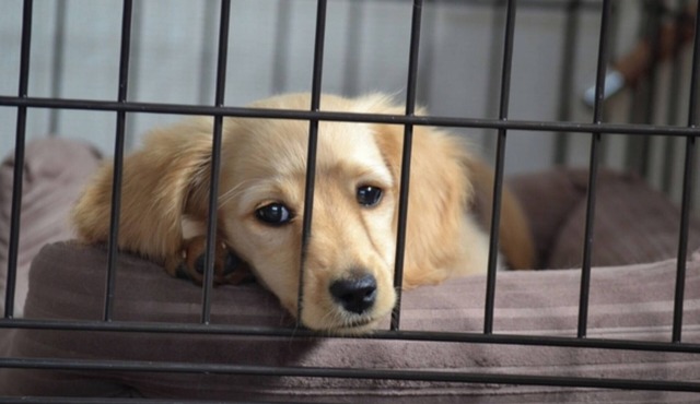 SmokingDogfriendly Room only small dogs allowed Breakfast included/Toyonaka Ōsaka