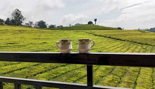 Spacious and serene space with Tea Estate view from every room.n