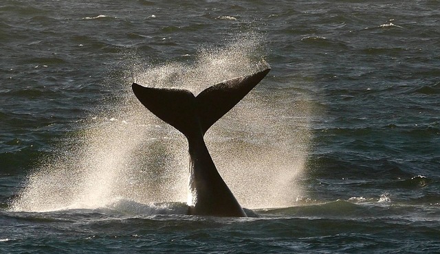 Spitzeseafront. .Beachfront, Whale watching