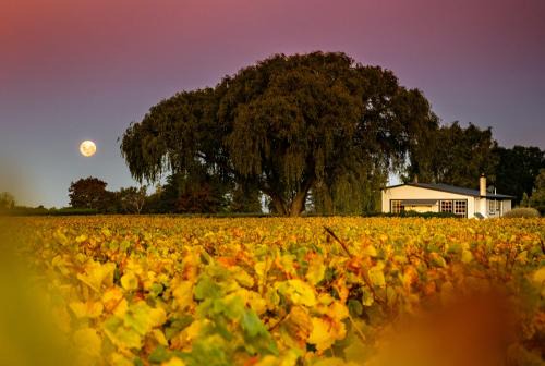 St Leonards Vineyard Cottages