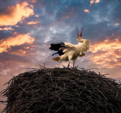 Storchennest