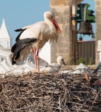 Stork Hostel
