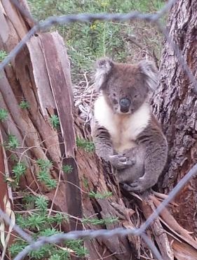 Stringybark Hills Retreat