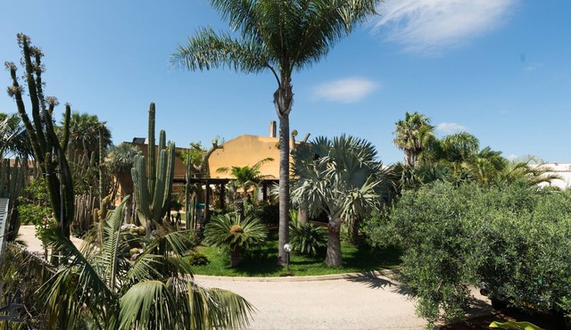 Succulent Oasis