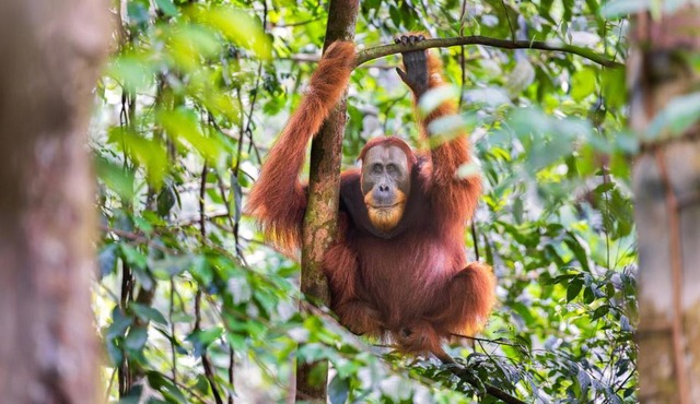 SumateraTrekingOrangutanPatrol