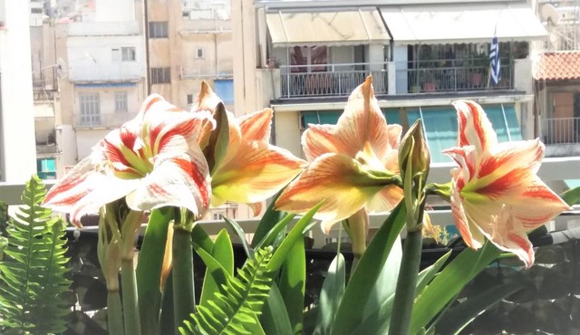 Sunny Studio Penthouse in center of Athens
