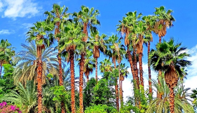 Superb Apt ! Exceptional View of Majorelle's Gardens, Yves Saint Laurent Street