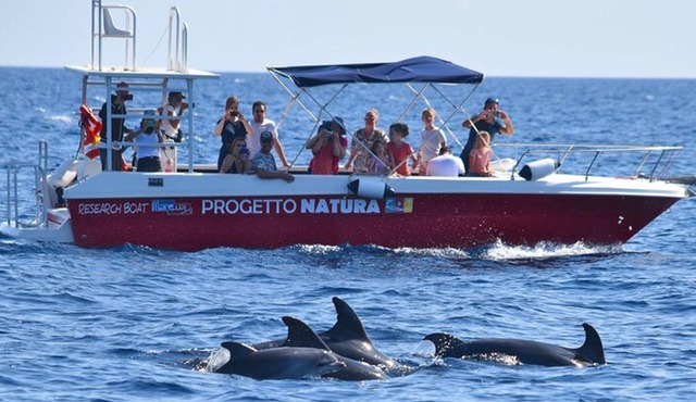 Sustainable dolphin watching and guided snorkeling in Alghero