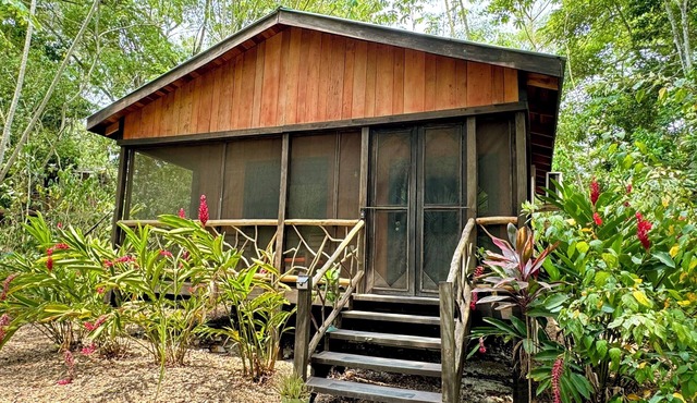 Tapir at Lost Compass Cabanas