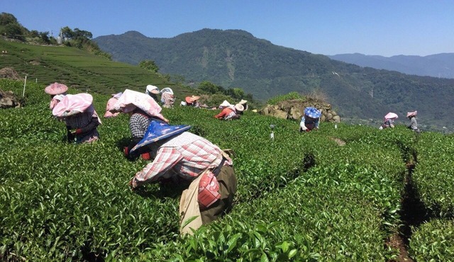Tea Cloud B&B