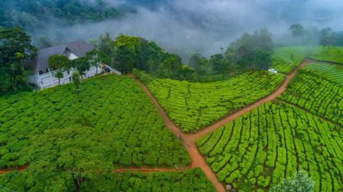 Tea Harvester