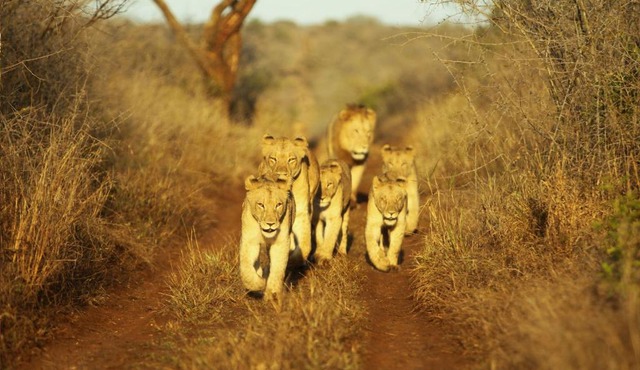 Thanda Safari