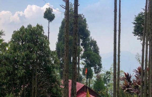 The AlderNest