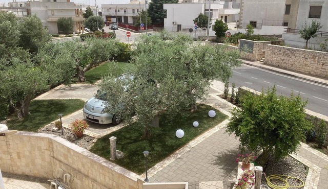 The five olive trees