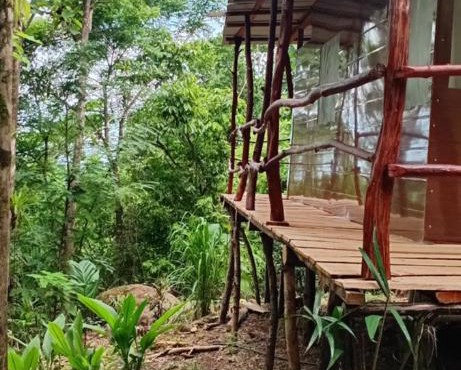 The Forest Cabin