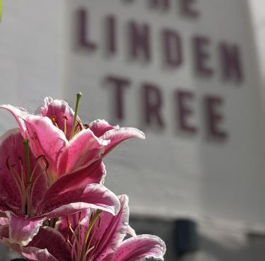 The Linden Tree