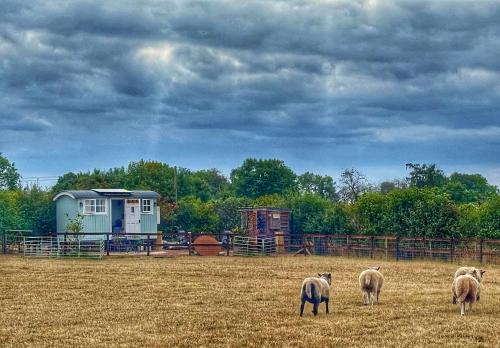 The Meadows Hut