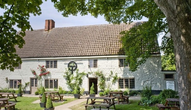 The Orange Tree
