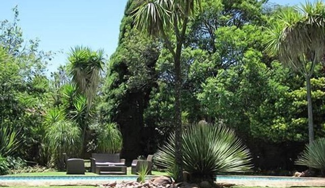 The Pecan Tree