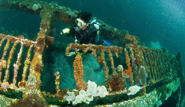 The Shark's Tail Dive Center