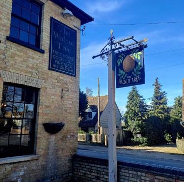 the walnut tree