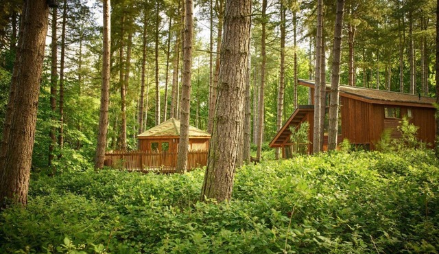 Thorpe Forest Golden Oak Treehouse, Thetford