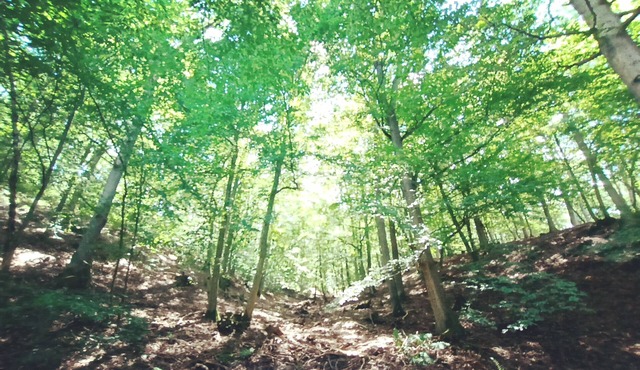 Tiny apartment in a quiet location near the North Eifel National Park