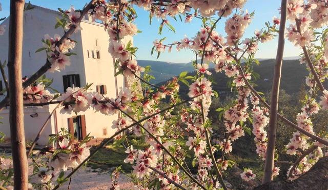 Torre Bruno