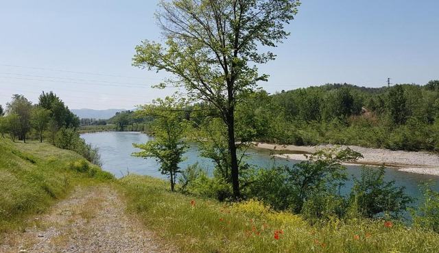 Tra gli olivi