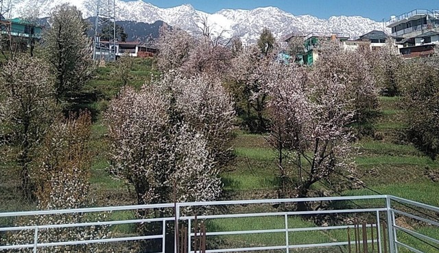 Tranquil trails Naddi Mountain view