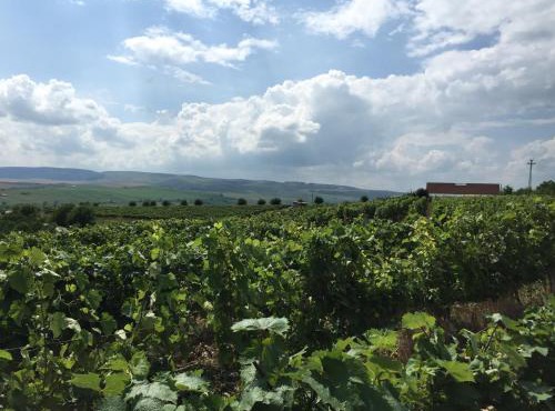 Transylvania WINE