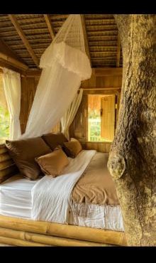 Tree bamboo house
